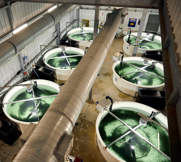 Large vats of green liquid in a warehouse